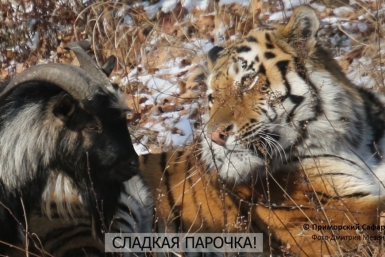 Первые сувениры на память о бескорыстной дружбе тигра Амура и козла Тимура появились на ДВ Приморский сафари-парк